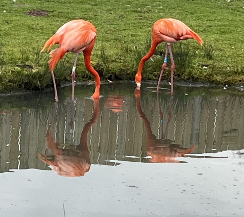 Flamingo