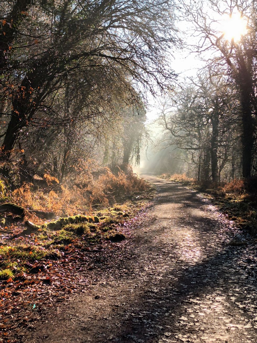 Woodland Walk