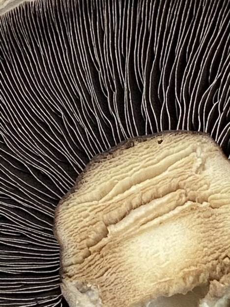 Fungi - Chloe Panting