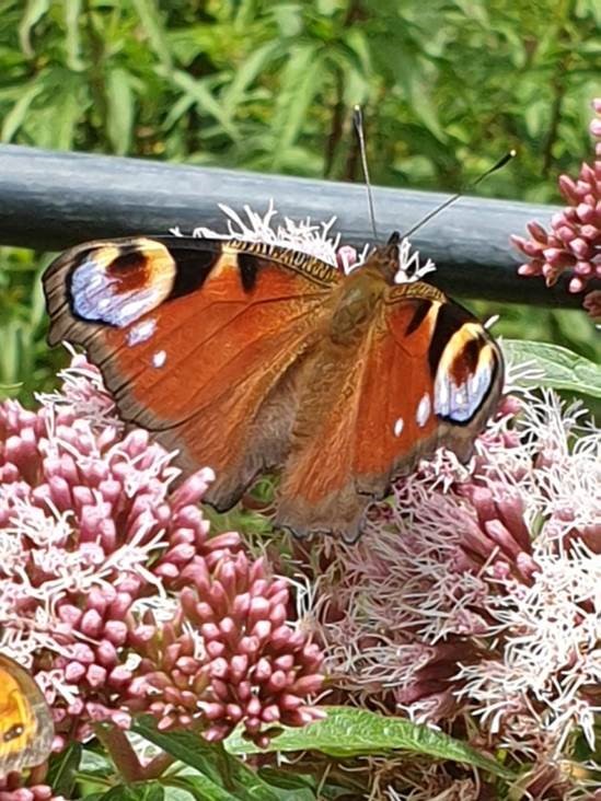 Butterfly - Florence Ashby