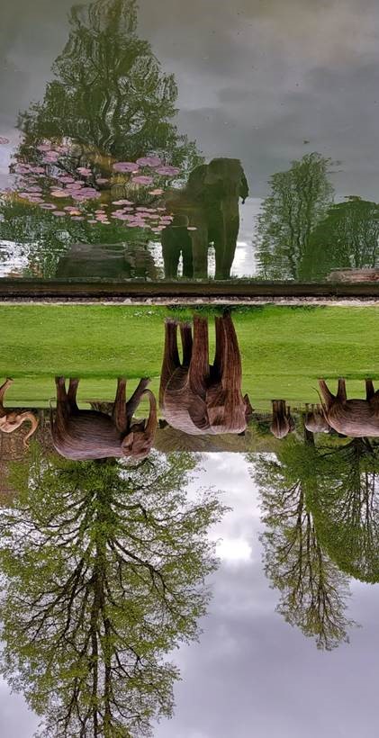 Elephants in the water - Samuel Rod